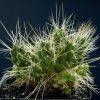 Cumulopuntia_frigida_1